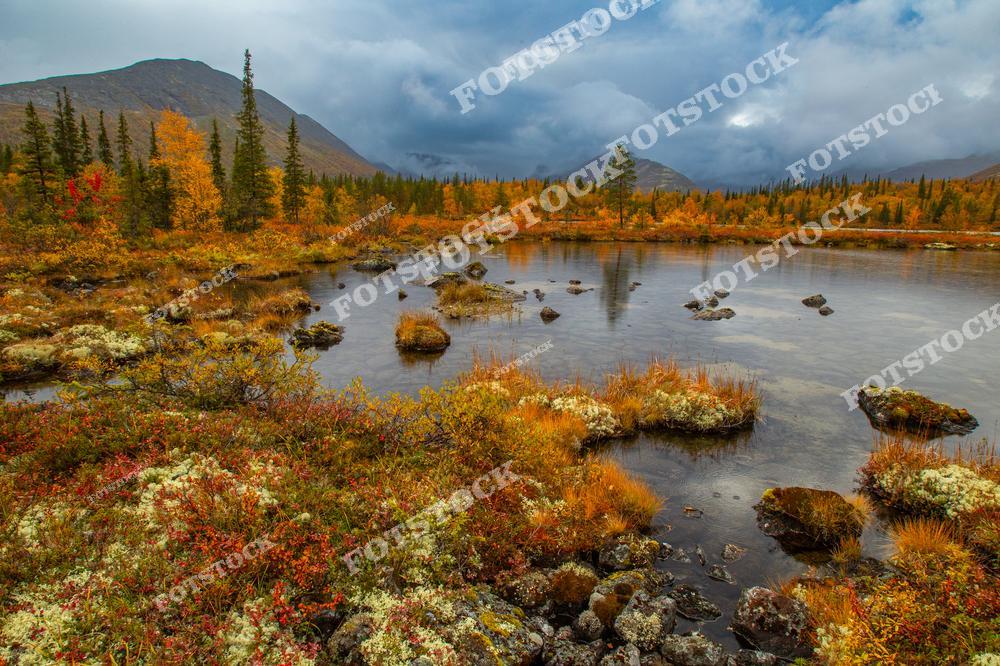 На фотографии изображено горное озеро в Хибинах, окружённое осенним лесом и мхами. Каменистый берег и яркие осенние краски подчёркивают природную гармонию. Горы и облачное небо добавляют драматичности северному пейзажу Кольского полуострова.